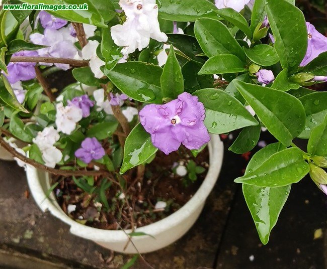 Brunfelsia pauciflora