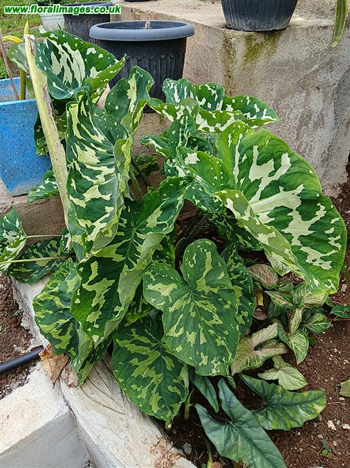 Caladium praetermissum