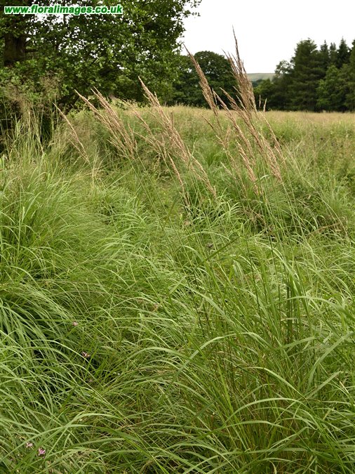 Calamagrostis canescens