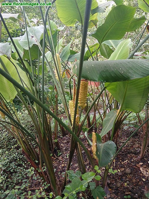 Calathea crotalifera