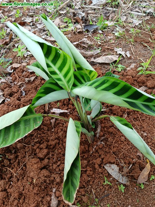 Calathea zebrina