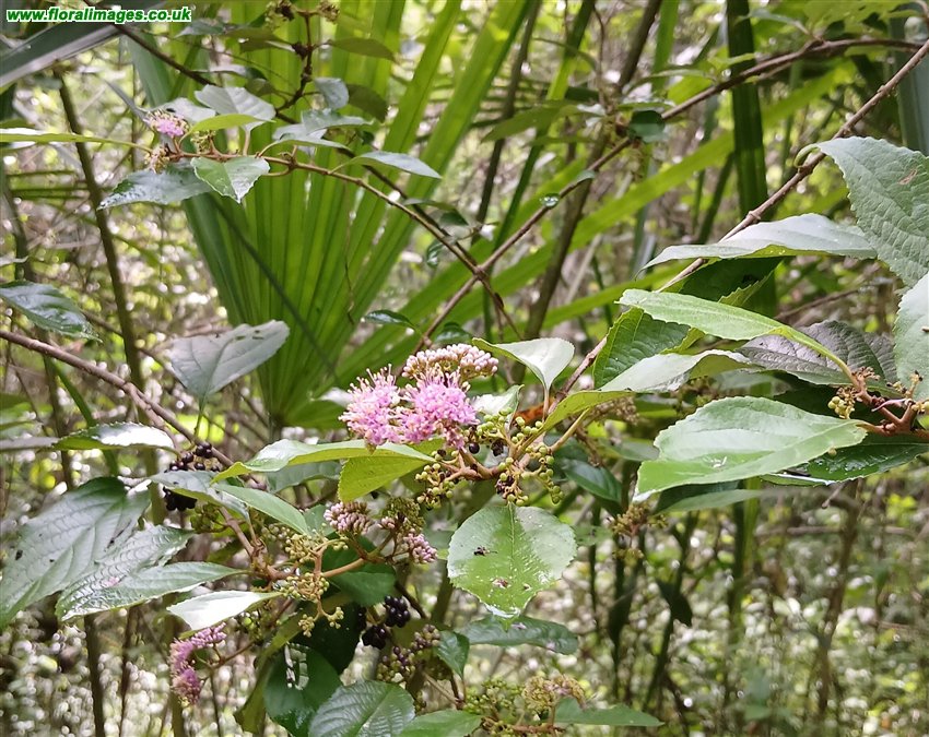 Callicarpa pedunculata