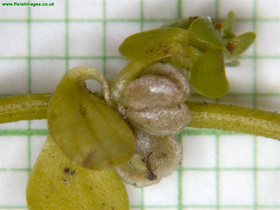 Callitriche stagnalis