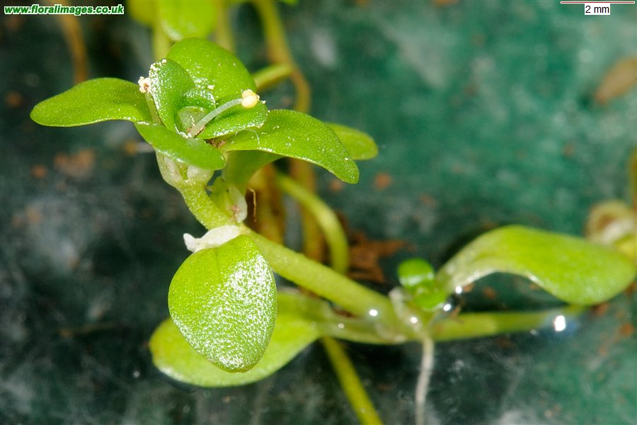 Callitriche stagnalis