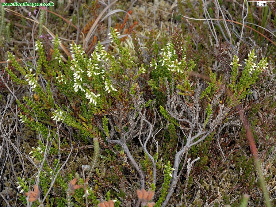 Calluna vulgaris
