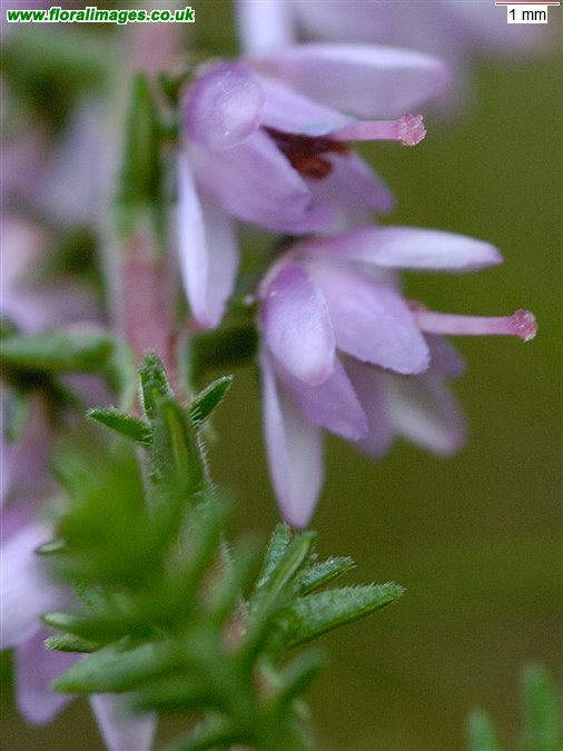 Calluna vulgaris