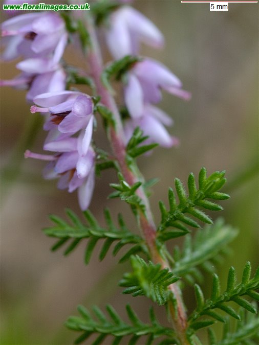 Calluna vulgaris