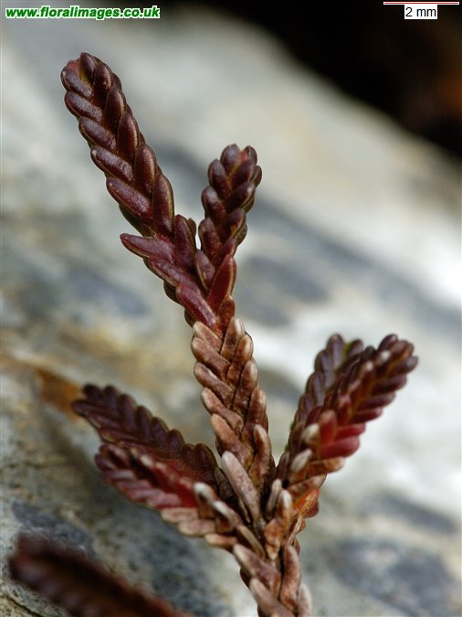 Calluna vulgaris