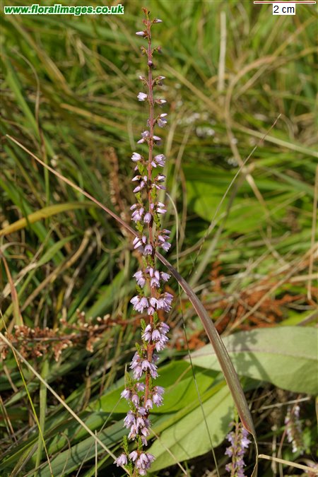 Calluna vulgaris