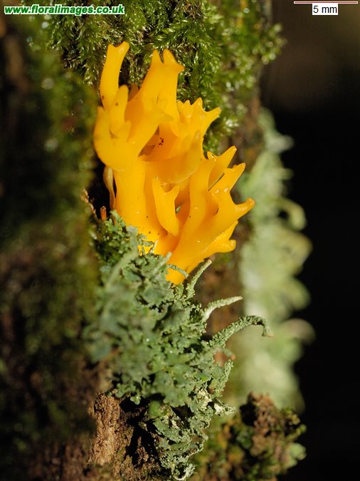 Calocera viscosa