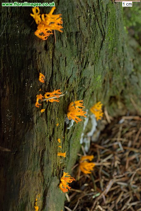 Calocera viscosa