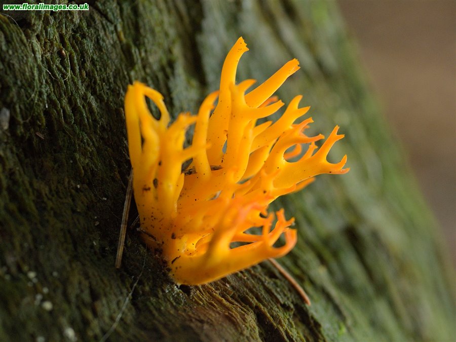 Calocera viscosa
