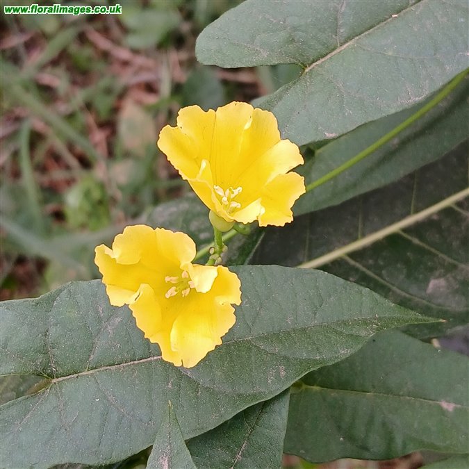 Camonea umbellata