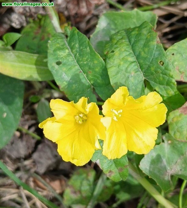 Camonea umbellata
