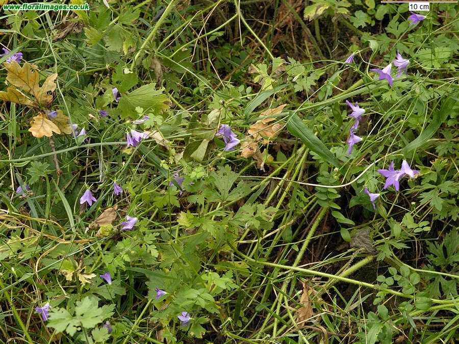 Campanula patula