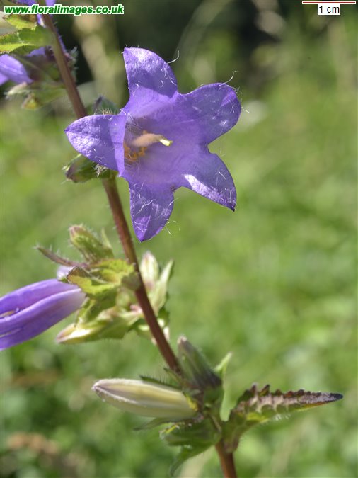 Campanula trachelium