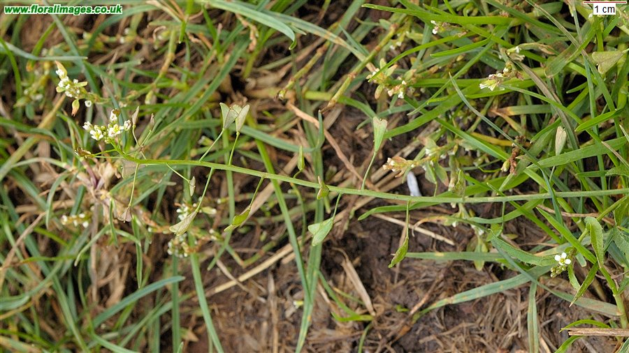 Capsella bursa-pastoris