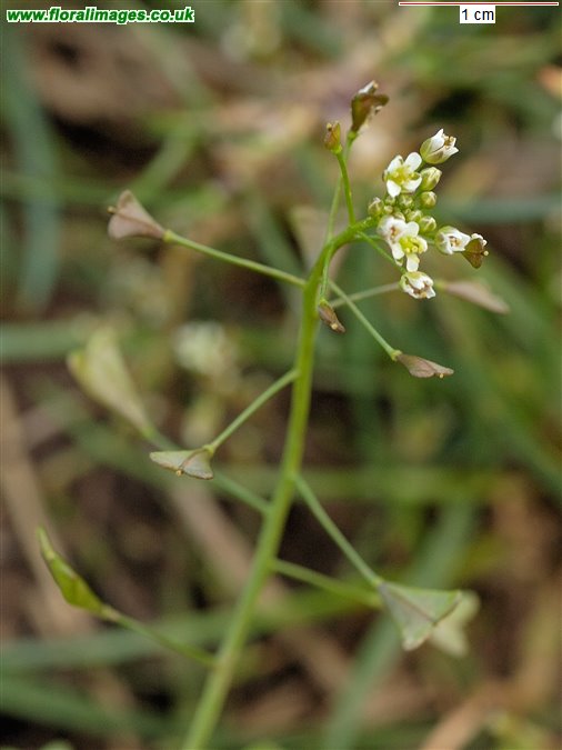 Capsella bursa-pastoris