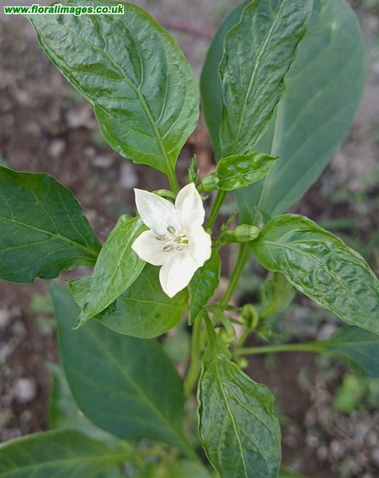 Capsicum annum