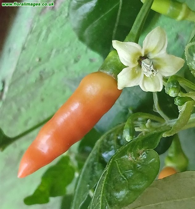 Capsicum frutescens