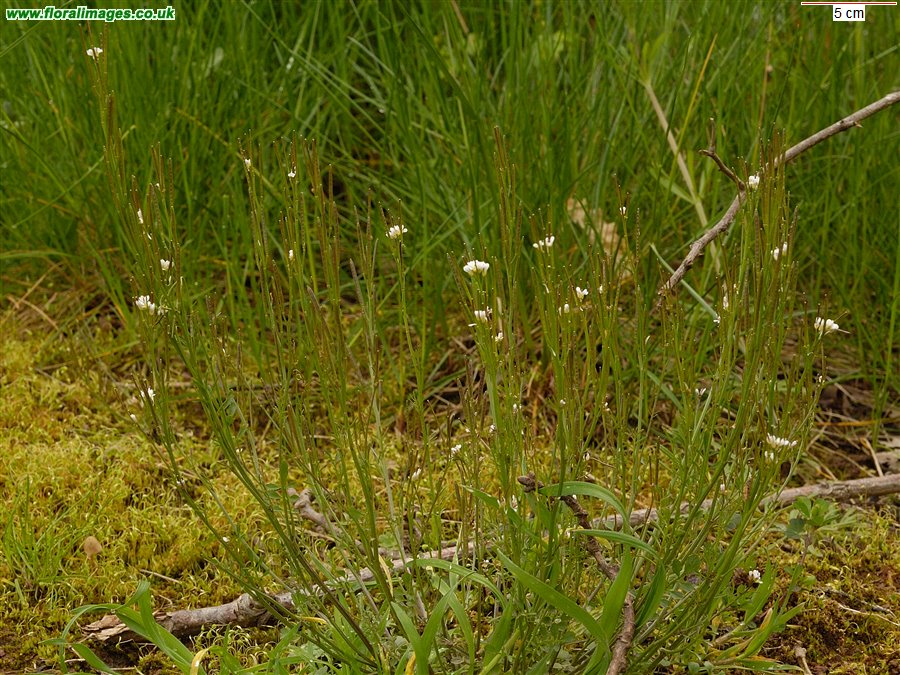 Cardamine hirsuta