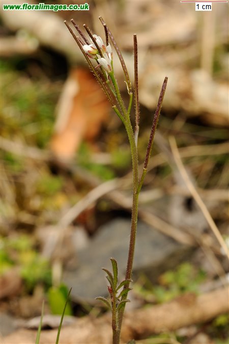 Cardamine hirsuta