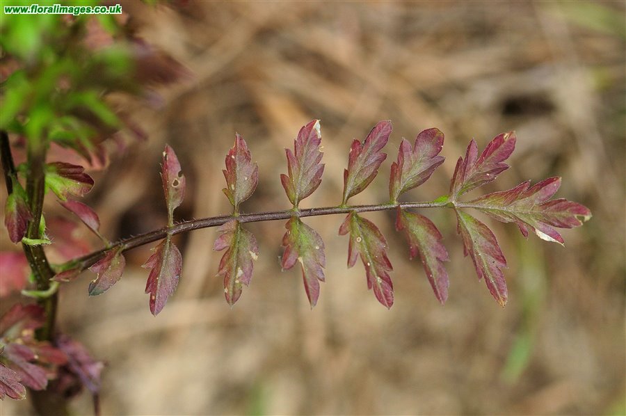 Cardamine impatiens