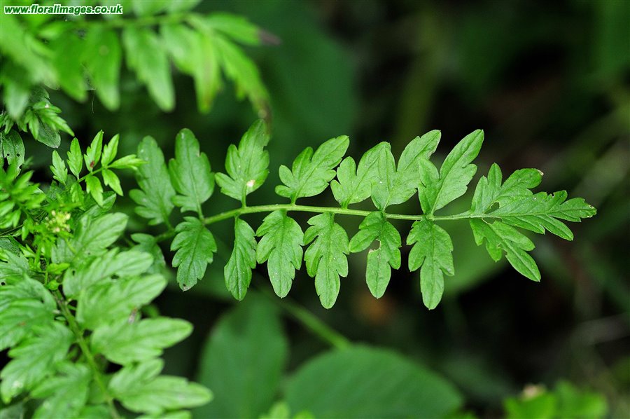 Cardamine impatiens