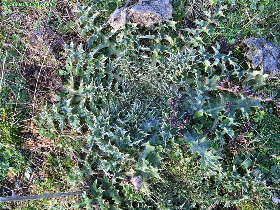 Carduus nutans
