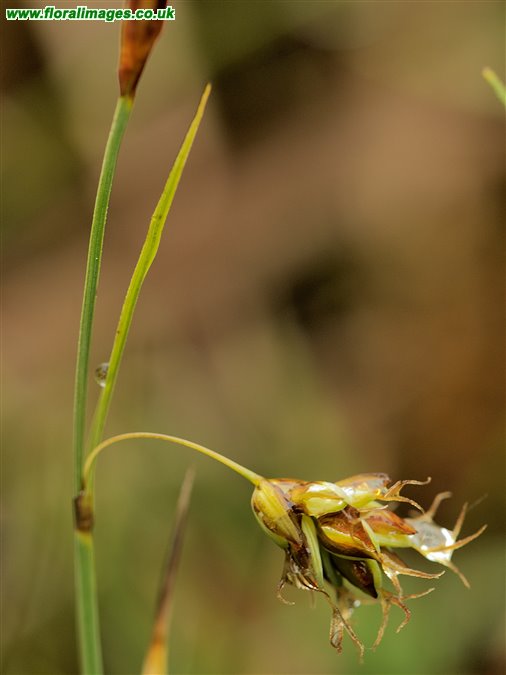Carex limosa
