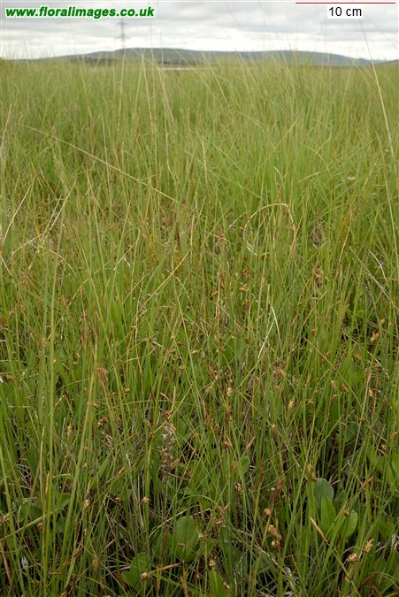 Carex limosa