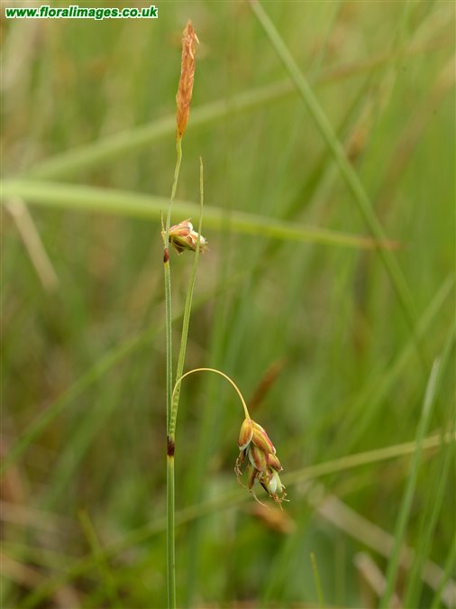 Carex limosa