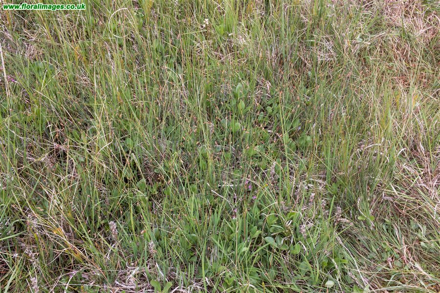 Carex limosa