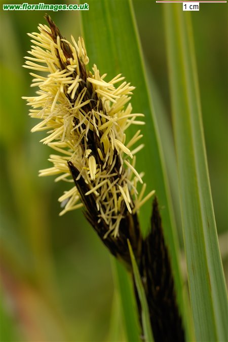 Carex riparia