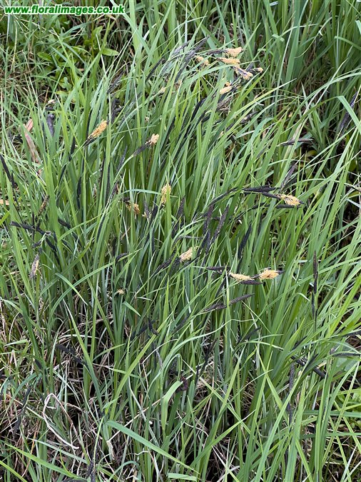 Carex sp