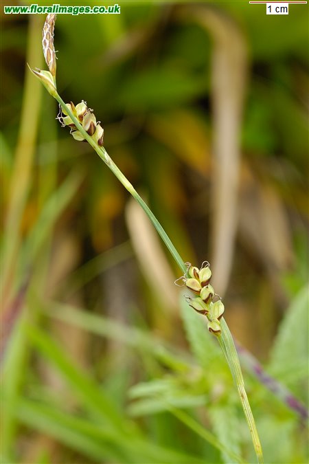 Carex vaginata