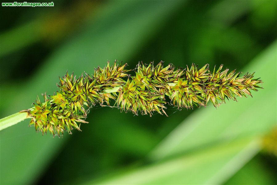 Carex vulpina