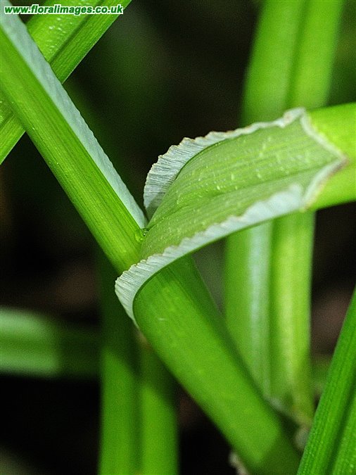 Carex vulpina