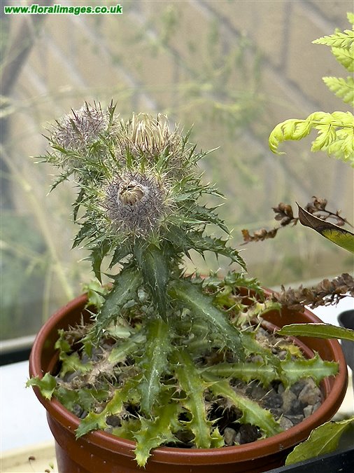 Carlina vulgaris