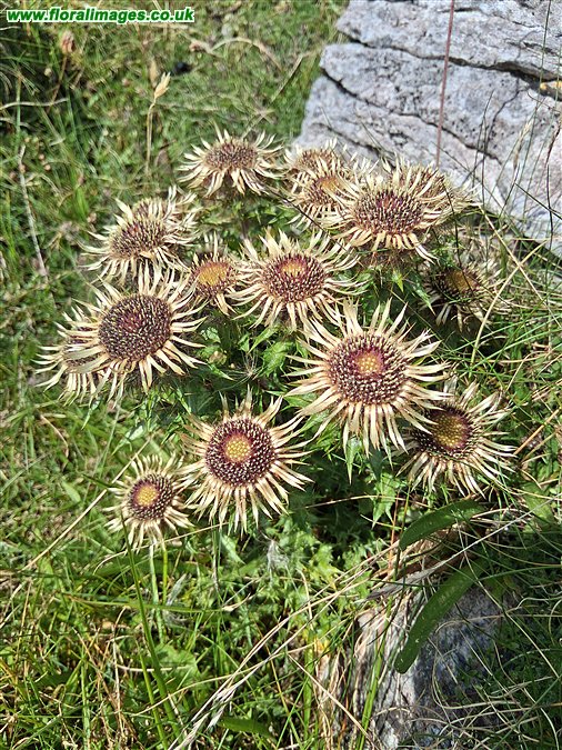 Carlina vulgaris