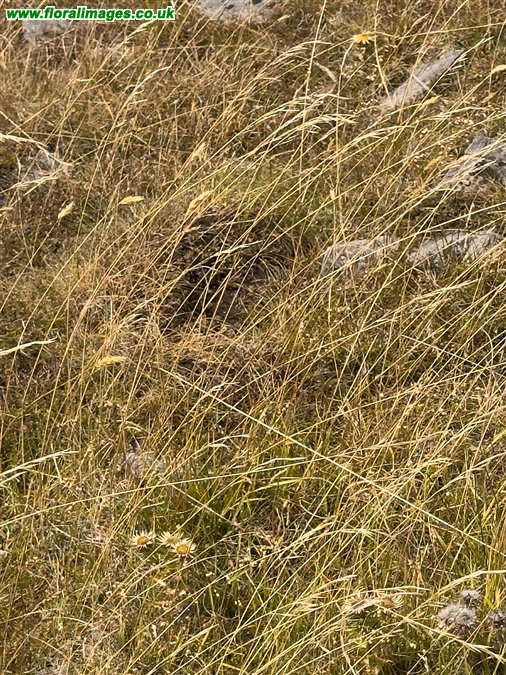 Carlina vulgaris
