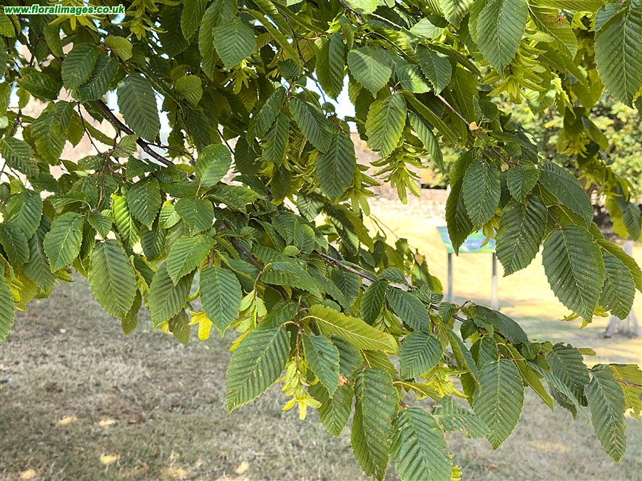 Carpinus betulus