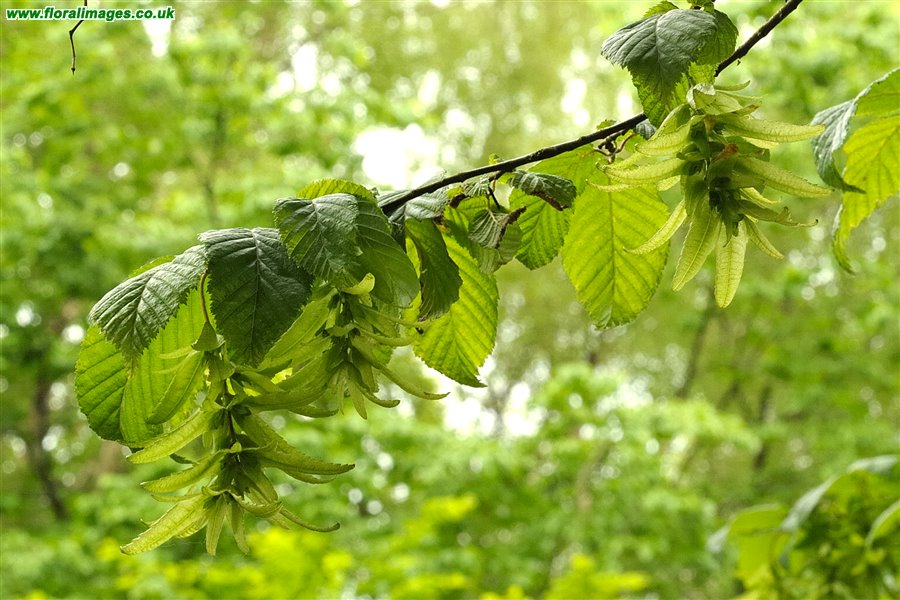 Carpinus betulus
