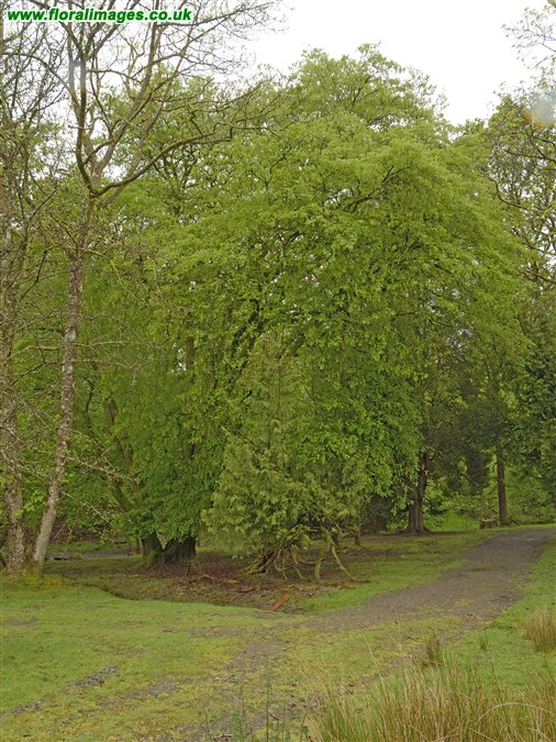 Carpinus betulus