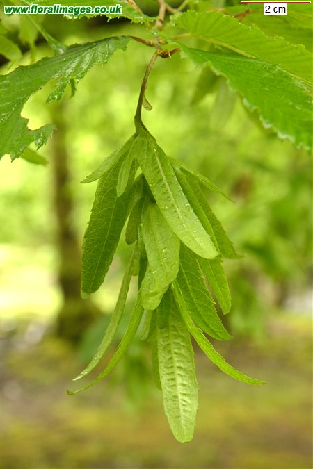 Carpinus betulus
