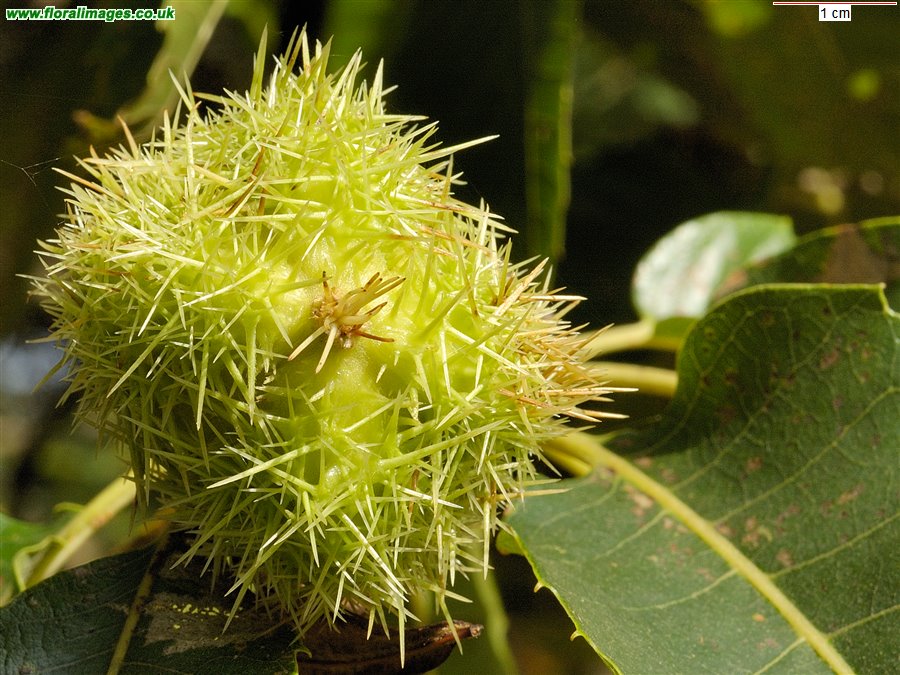 Castanea sativa
