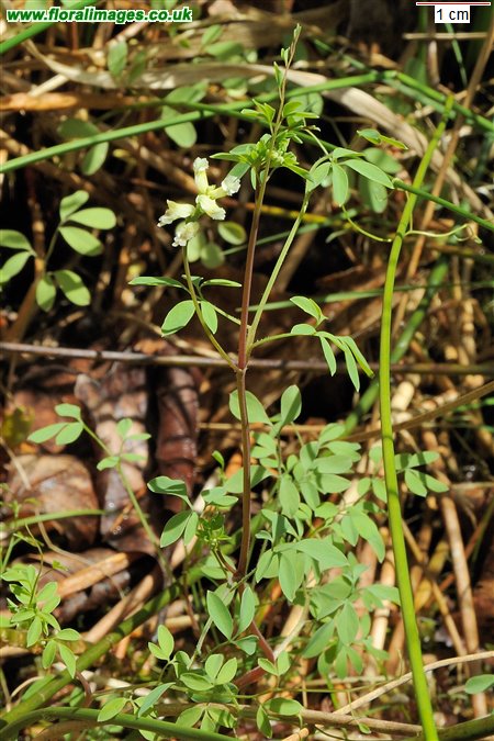 Ceratocapnos claviculata