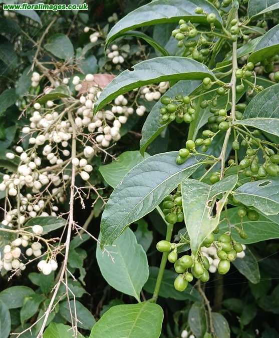 Cestrum nocturnum