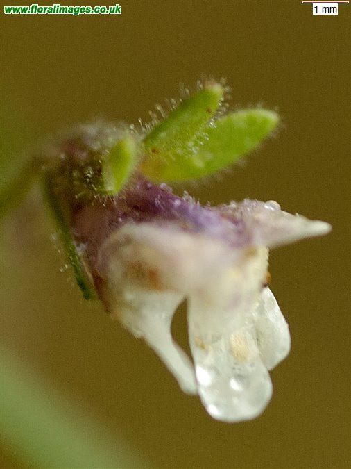 Chaenorhinum minus