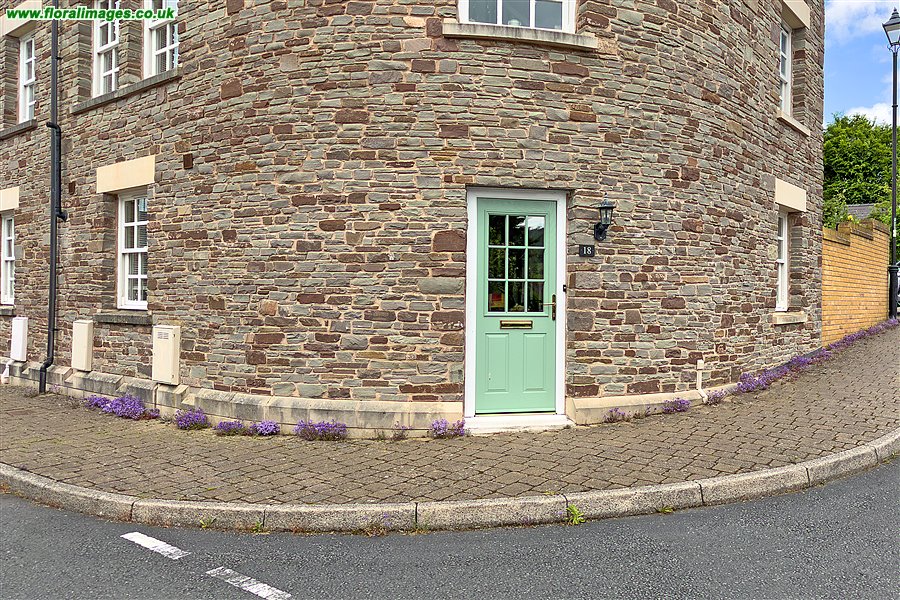 Chaenorhinum origanifolium